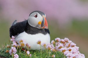 ARTHUR MORRIS/BIRDS AS ART THE PUFFIN: It's been my favouirte animal since I was 12, and has become part of me.